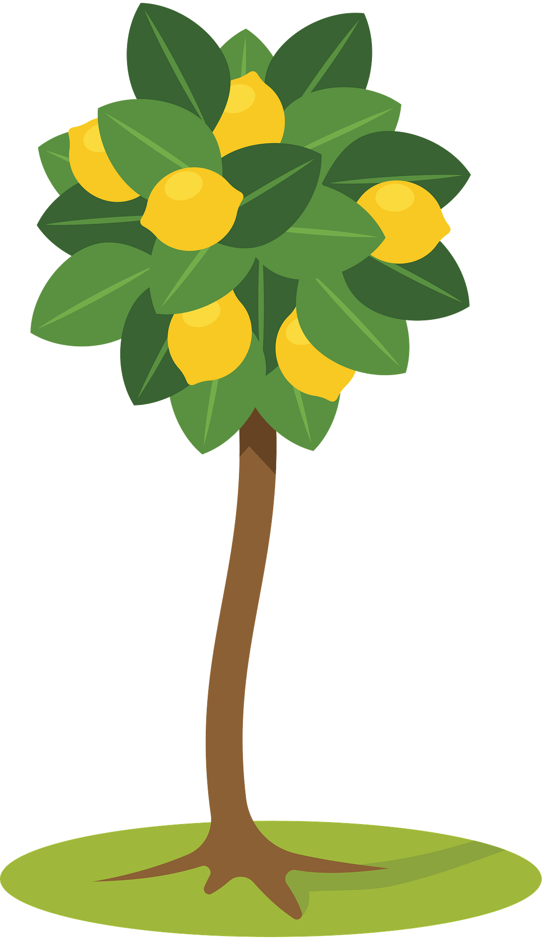 calamansi